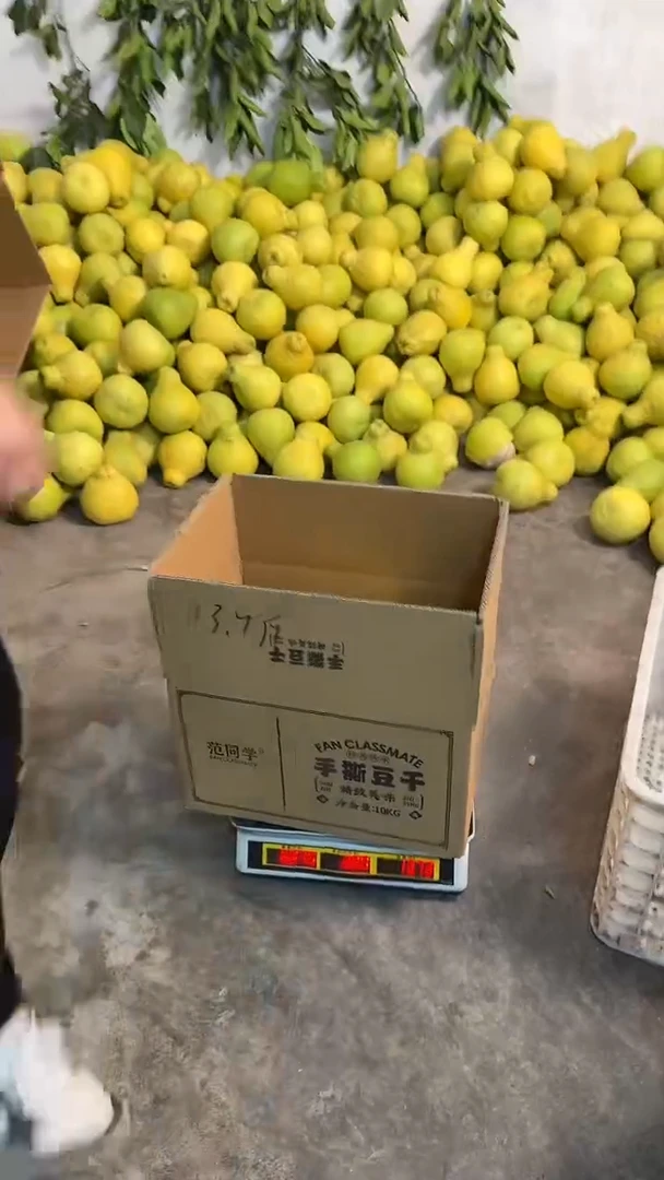 真龙柚长寿沙田柚1.5斤-1.7斤 6个 大果 送2个小果 含箱子13.7斤