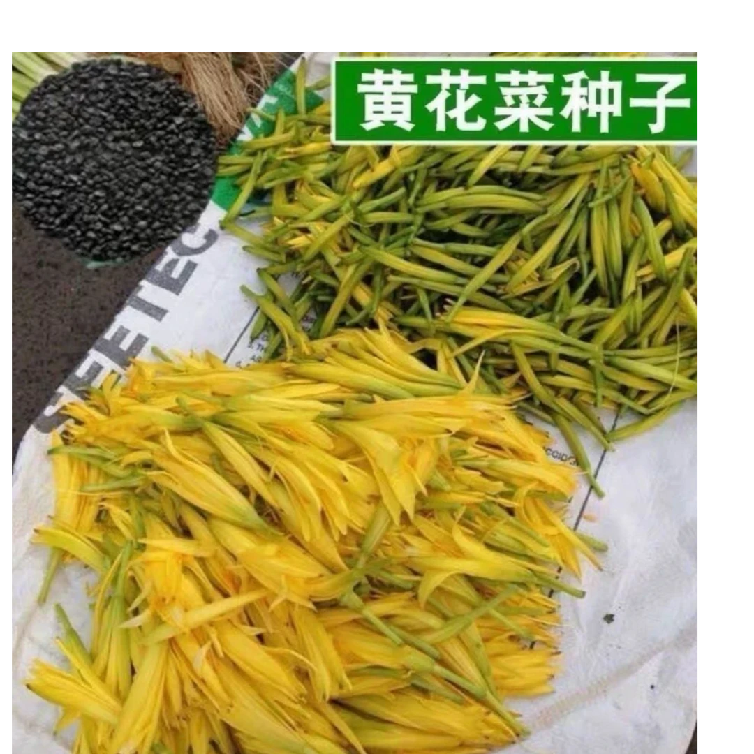 黄花菜种子四季播种金针菜补脑菜安神菜蔬菜种子