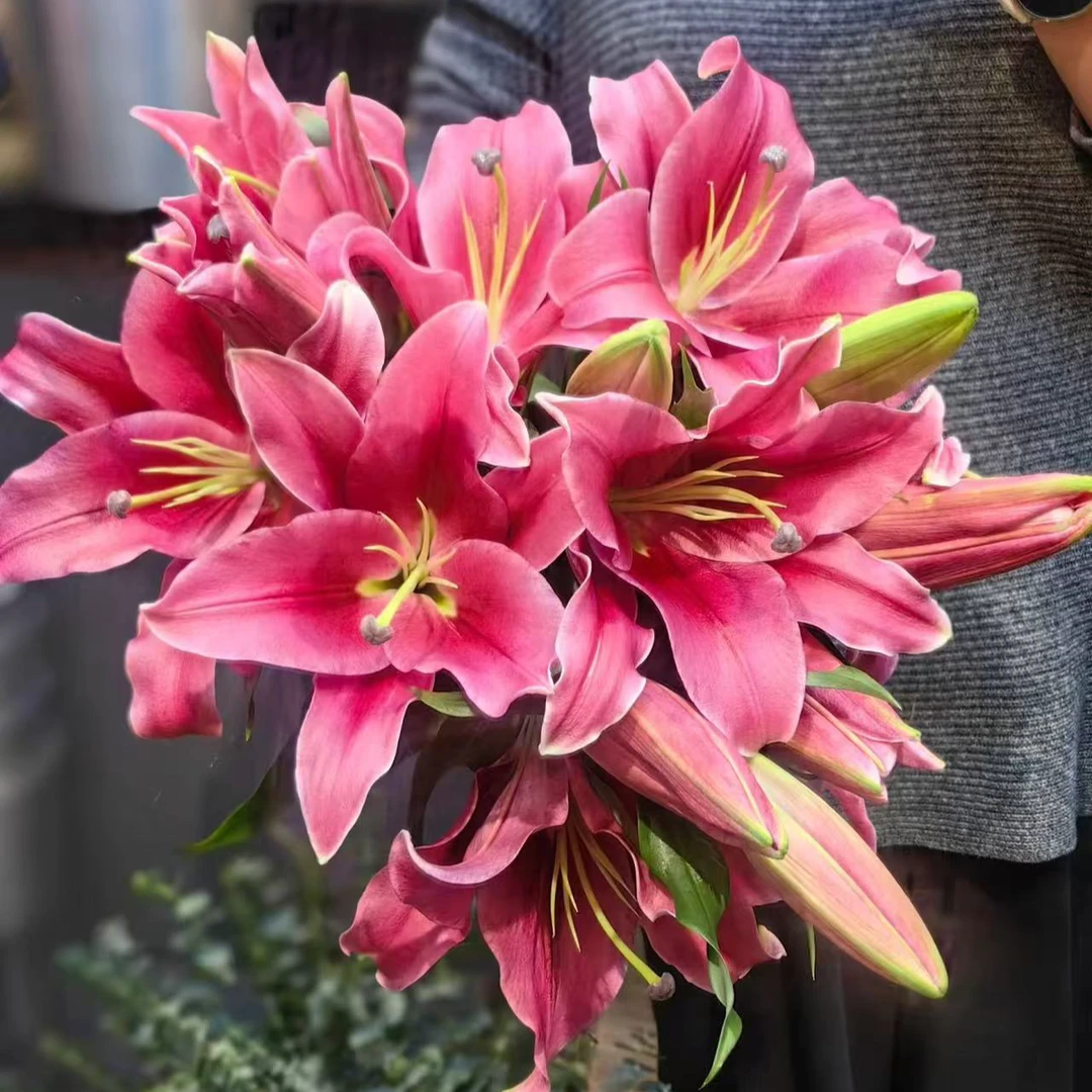 【次日达·普拉芬多香水百合】家居生活鲜花·全场任意两单顺丰送货上门·今天拍明天到·基地直发现采现发售后无忧