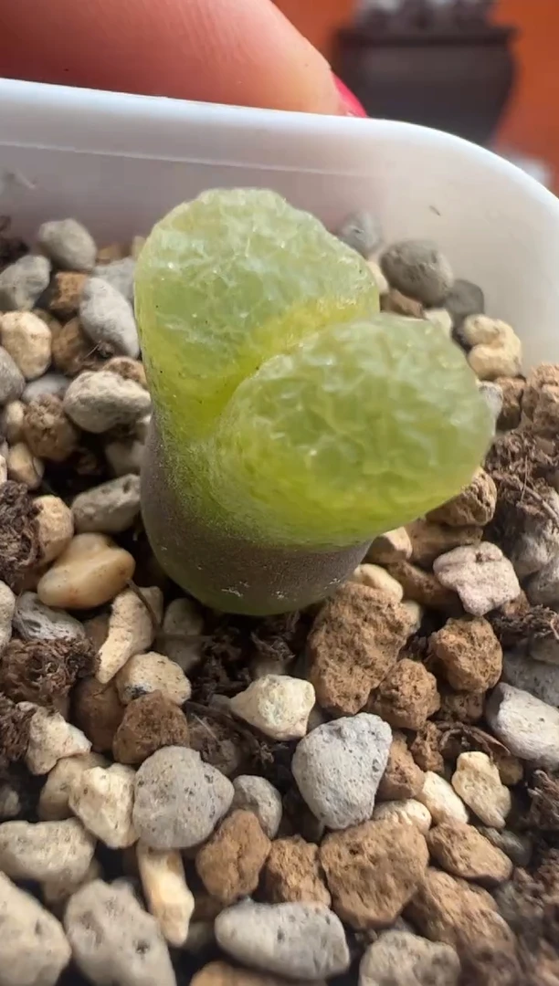 162。。。。。。。。。。。。。。。