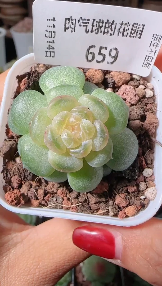 1114-659流莹群生不包整
