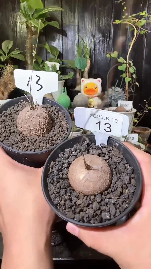 13号819福利南非龟甲龙买1个送1个