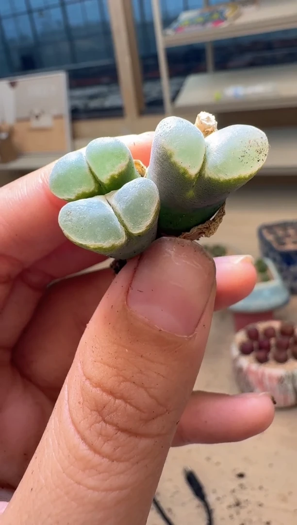 多肉植物肉锥16-259幻紫