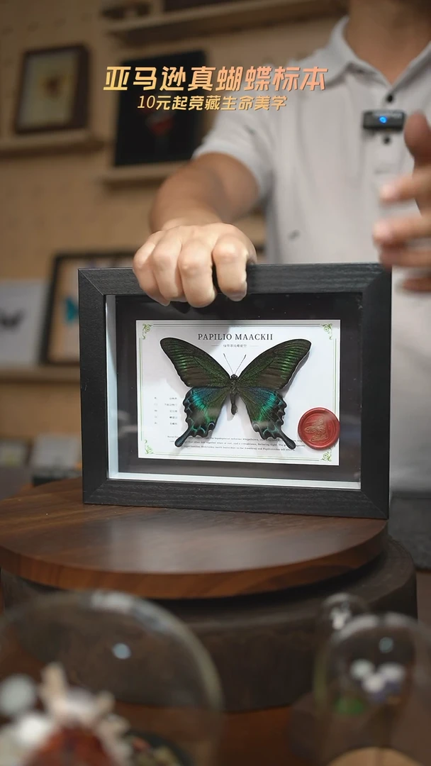 绿带翠凤蝶夏型8寸黑框国风版