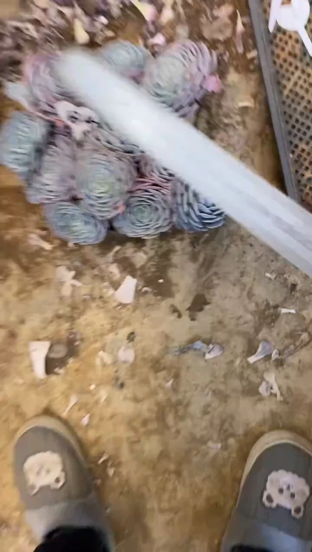 光*哥          B4￥35