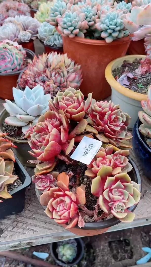 【闪购商品】07289