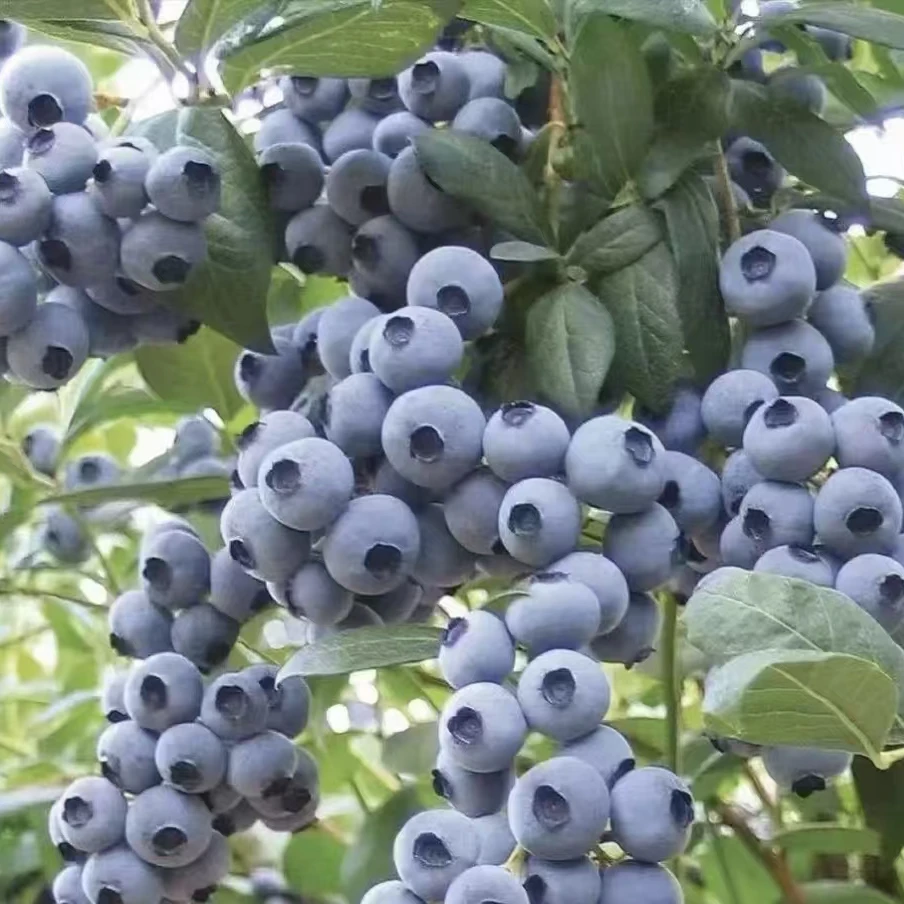 L25花香蓝莓盆栽原盆原土带花苞带果发货（包对版无变异）