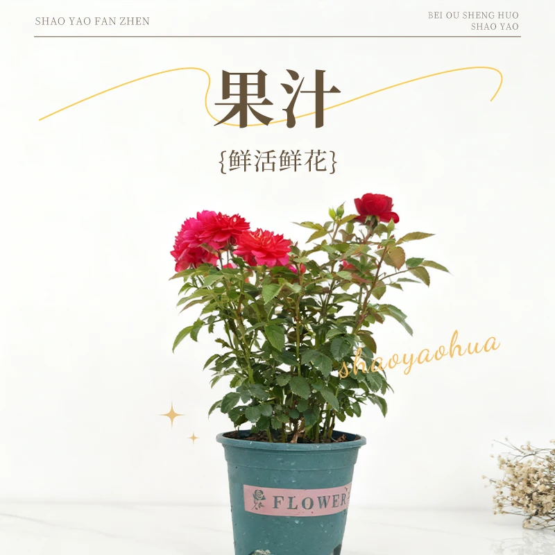 浓香型月季花苗果汁好养阳台庭院花园四季卉盆栽香味室内植物红色