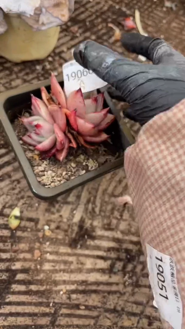 Z****<跃跃精品多肉19066