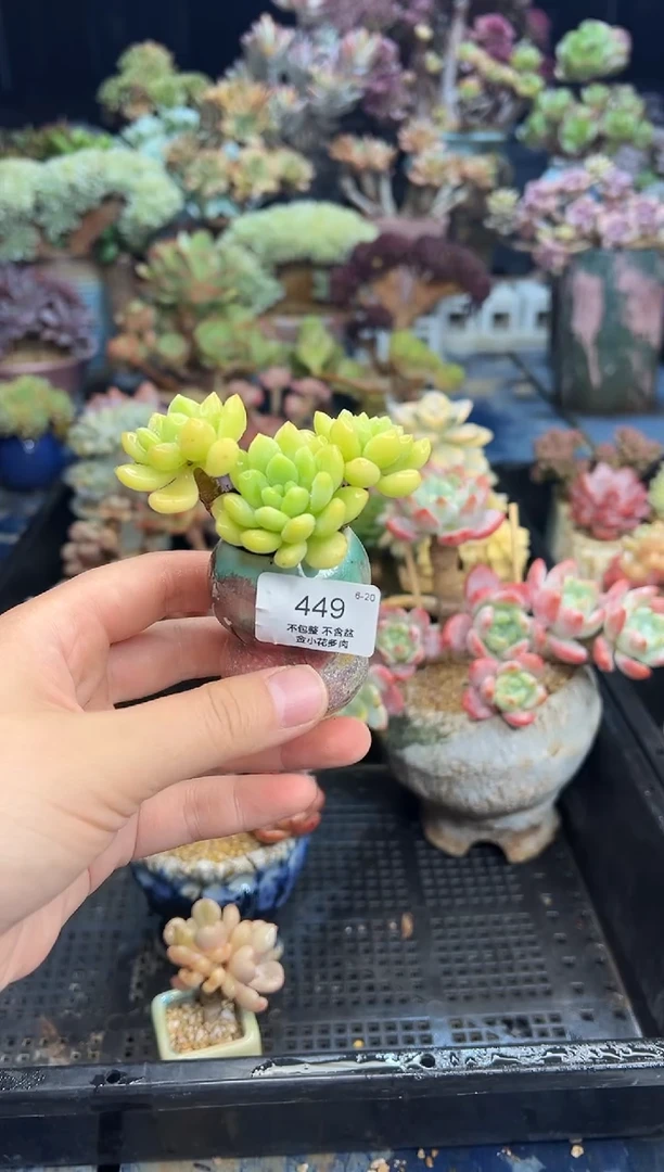 A****郭449           不带盆