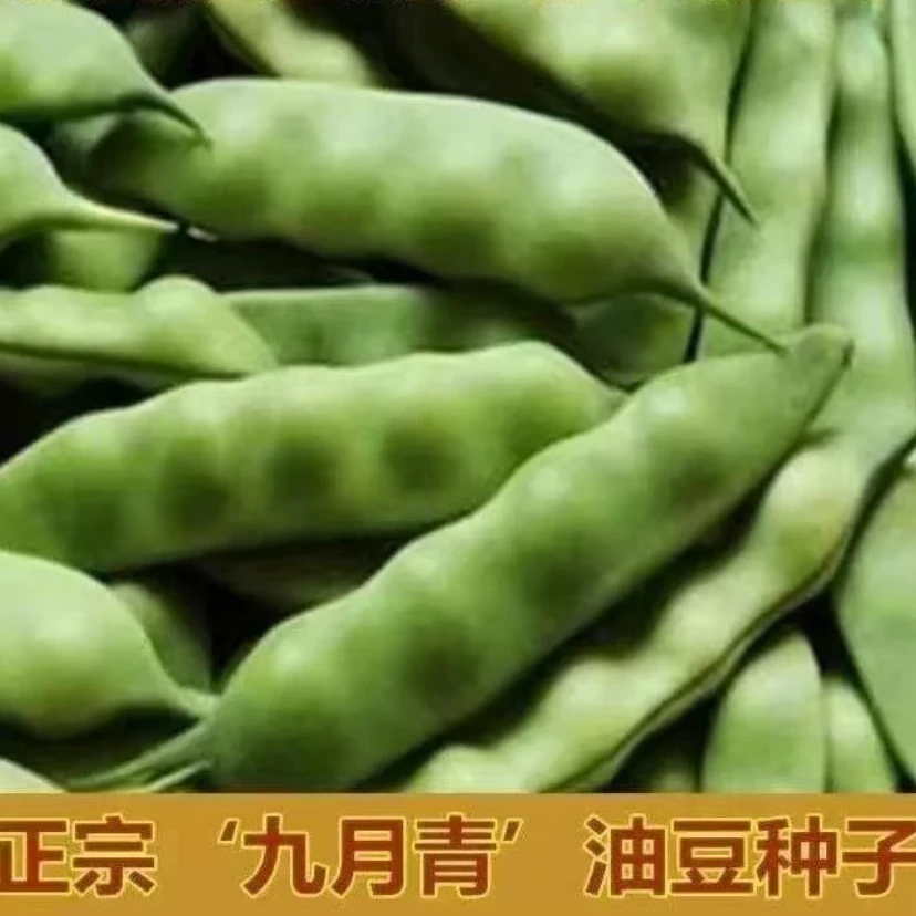 【九月青油豆种子】东北油豆角种将军豆小油豆芸豆蔬菜籽无筋豆粒
