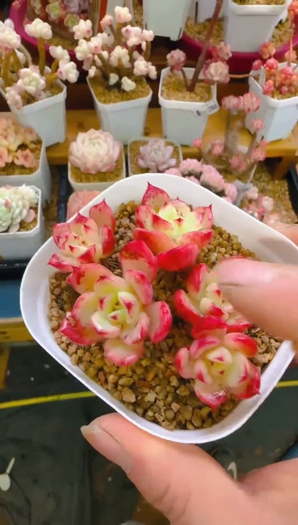 【闪购商品】春—288—仙农（三文鱼）