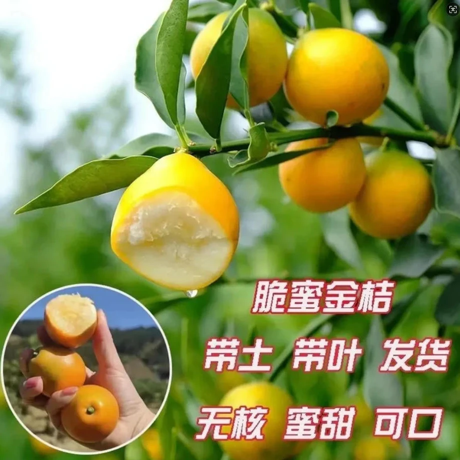 【带果发货】嫁接脆皮金桔酸甜地栽盆栽南北方室内室外种植好养-x