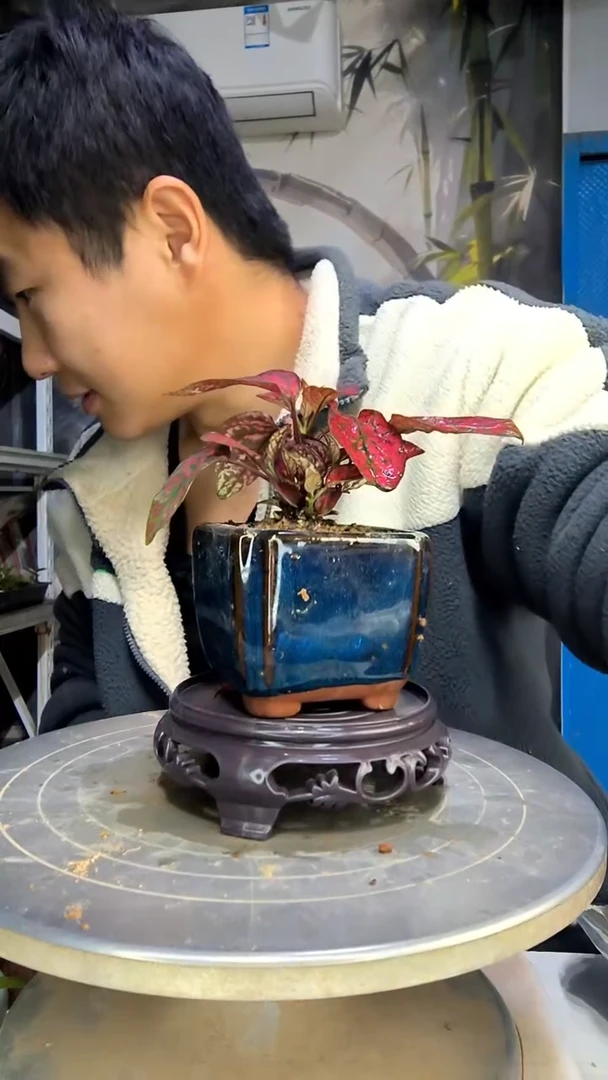 冰*刃中青园艺一物一拍花171