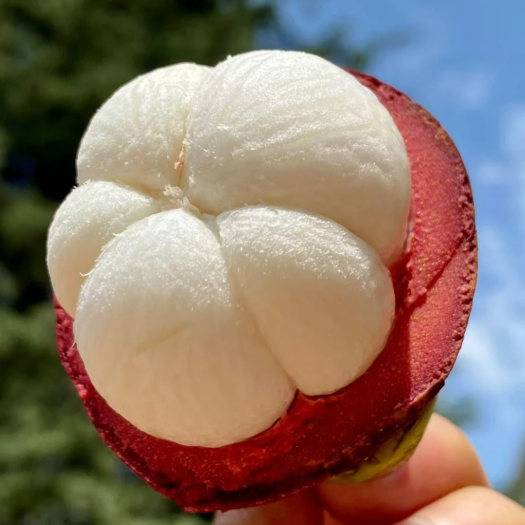 正宗泰国6A级山竹新鲜大果3斤白嫩多汁