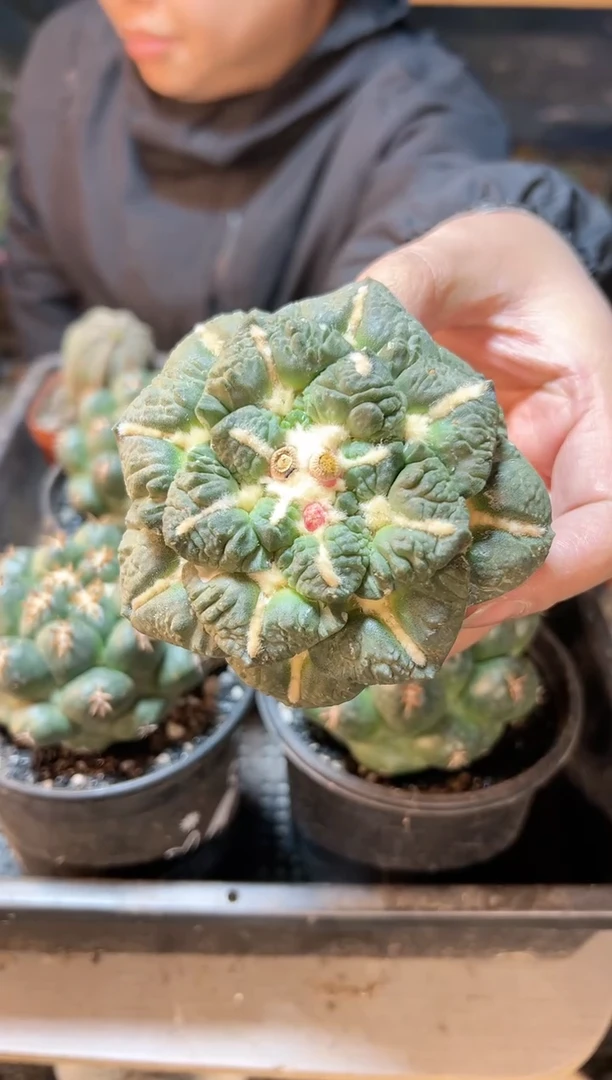 【闪购商品】晚6号苗接无根大尤连山怒8.8公分