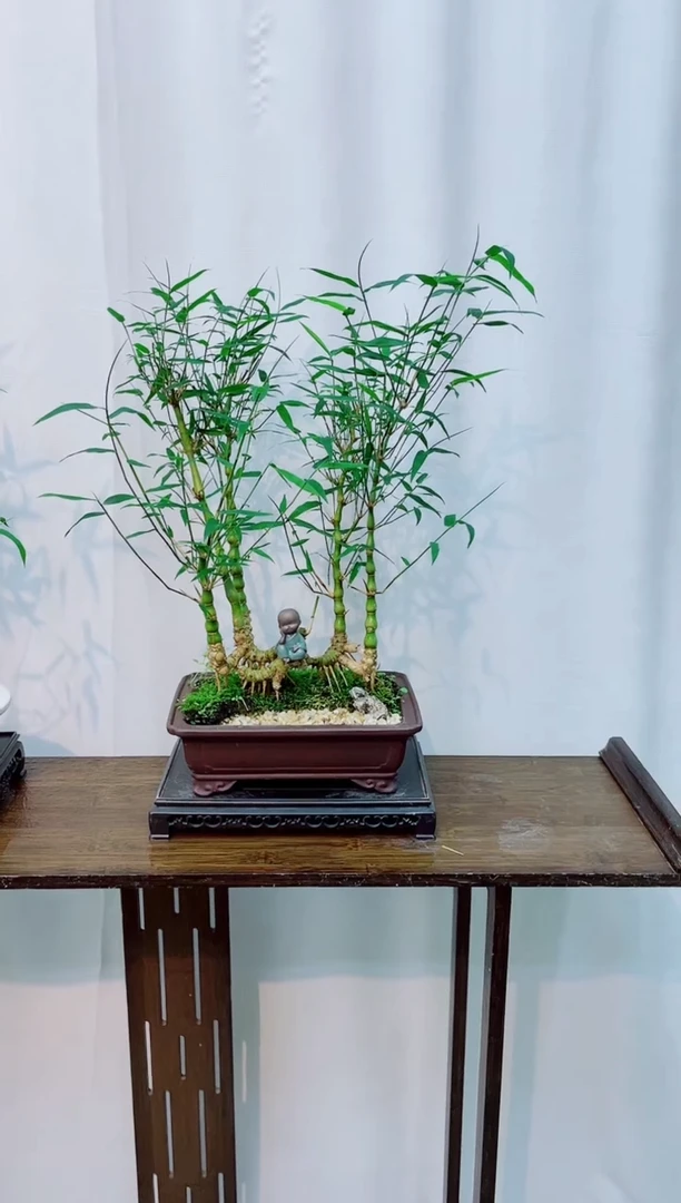 竹子盆景竹子盆景竹子盆景
