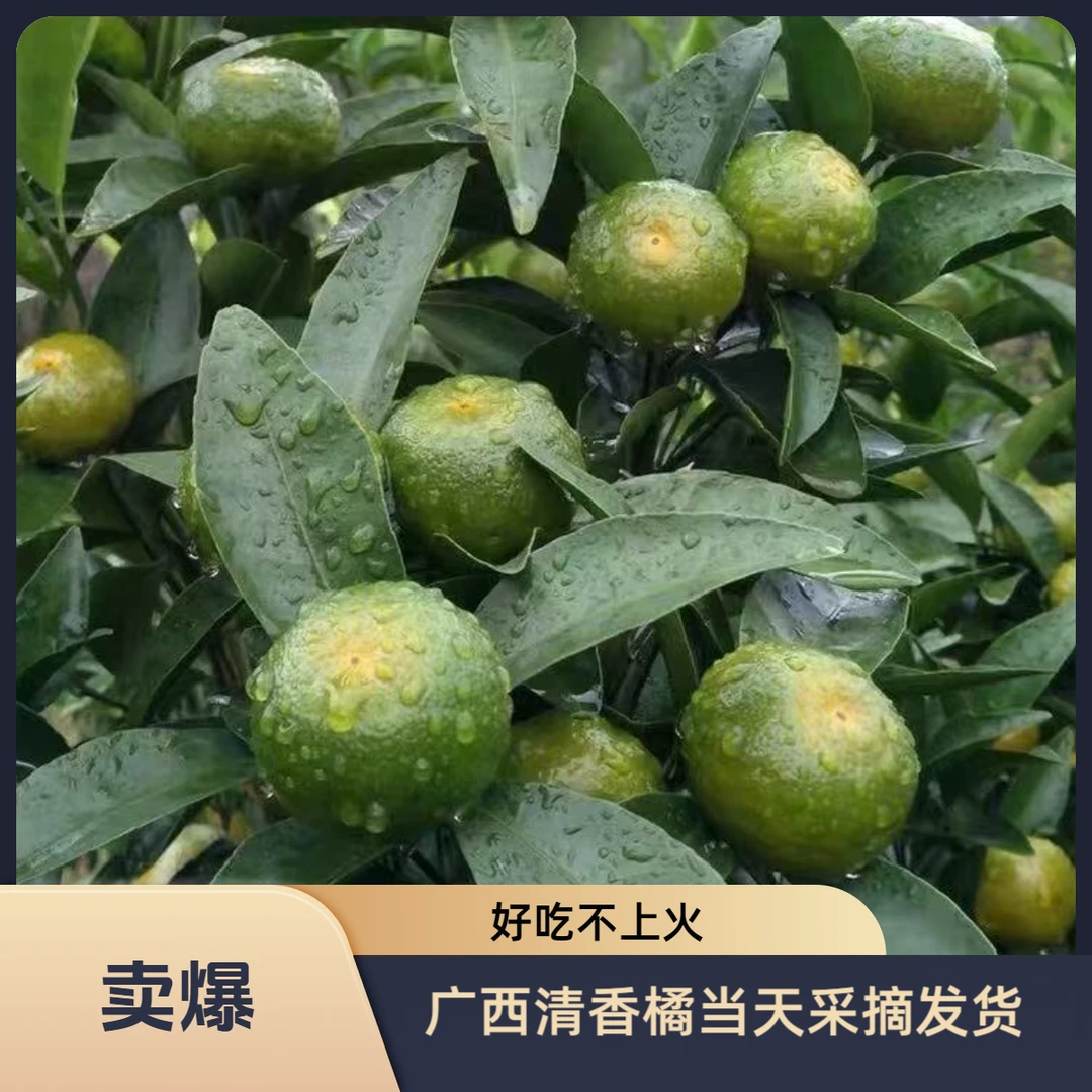 广西清香蜜桔清香茶橘新鲜采摘纯甜无酸多汁泡沫箱发货