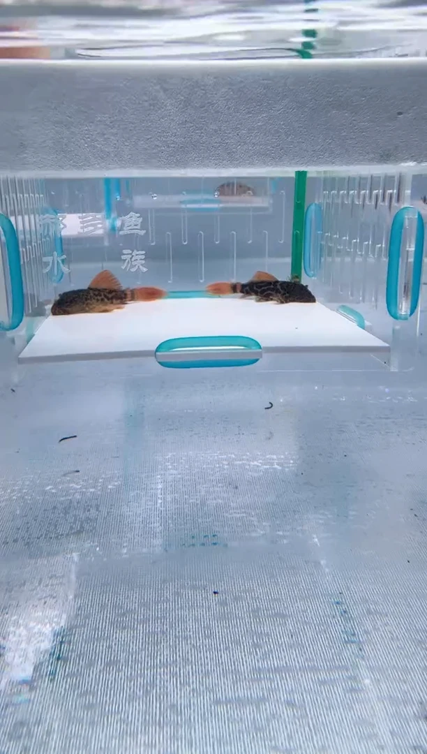 清道夫4+不包入缸损65