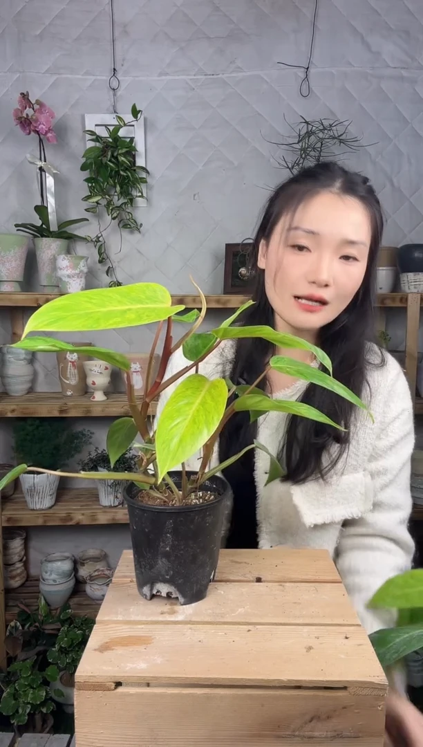 无花朵151油画女郎蔓绿绒育苗盆