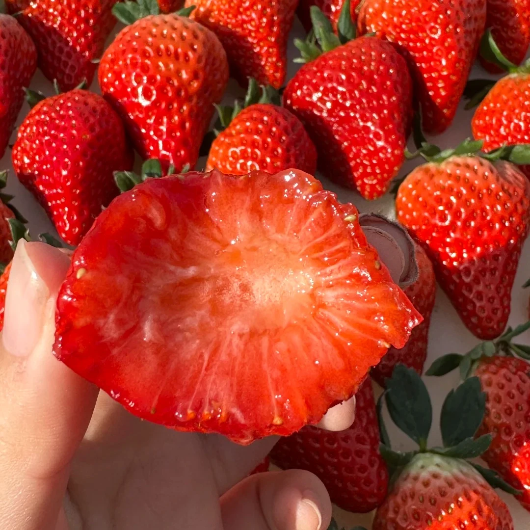 丹东99新鲜草莓【天津同城送】