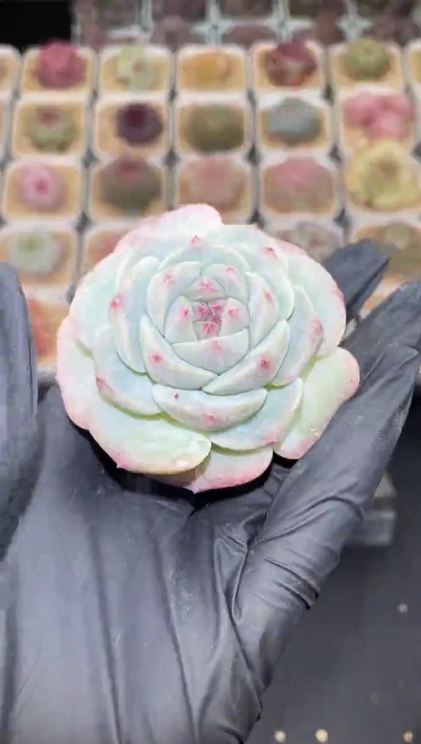 闪购2924 浣纱多肉一颗 5-5.5厘米