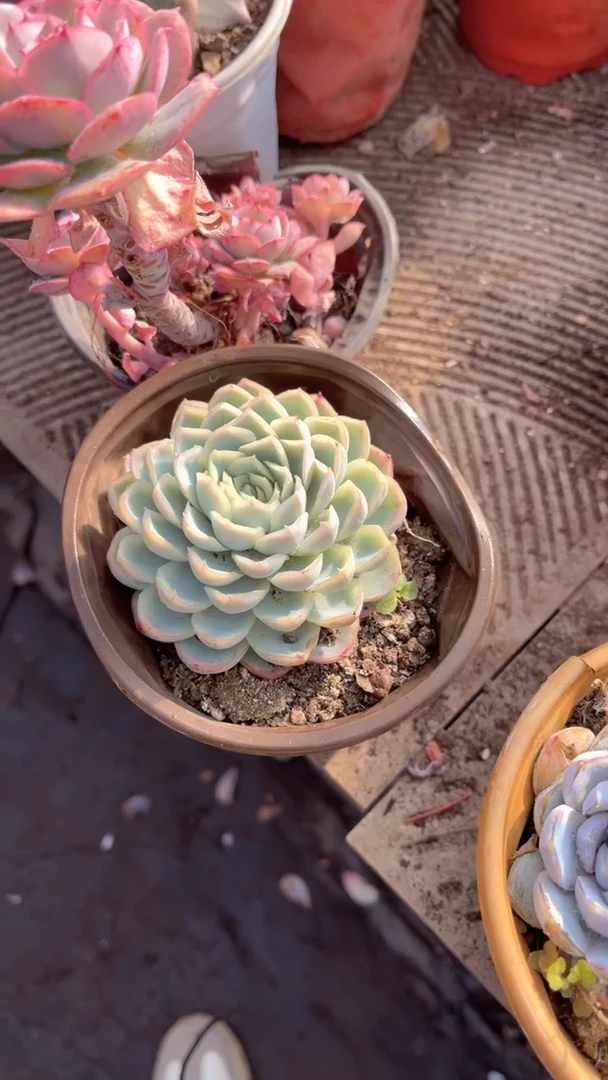 ^****^跃跃精品多肉30003