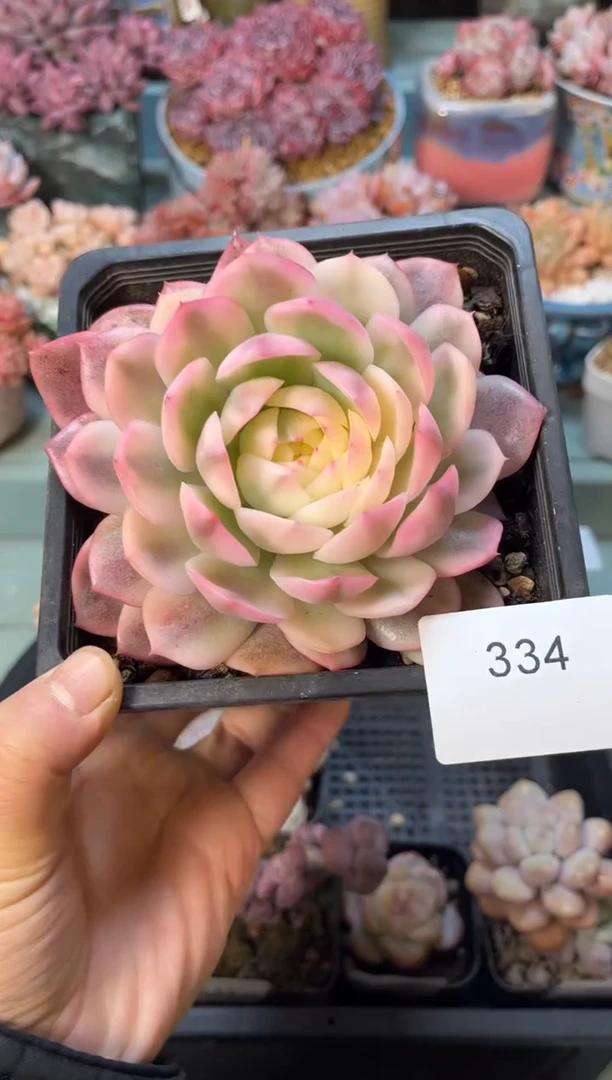 334单头粉水晶锦多肉