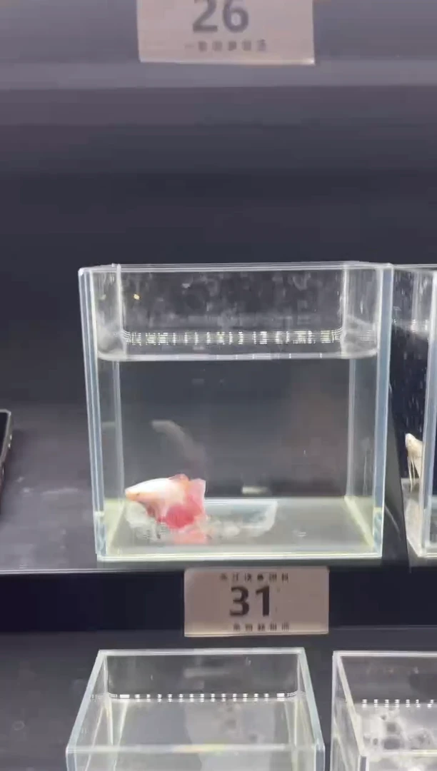 海水鱼直播竞拍链接31