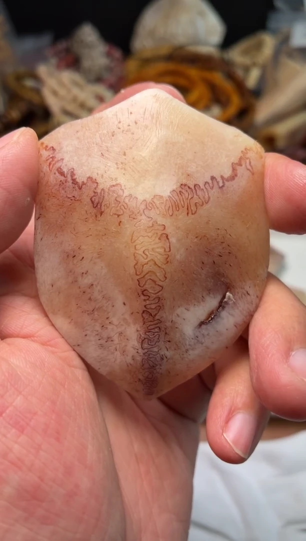 鹿骨其他母鹿三界A89