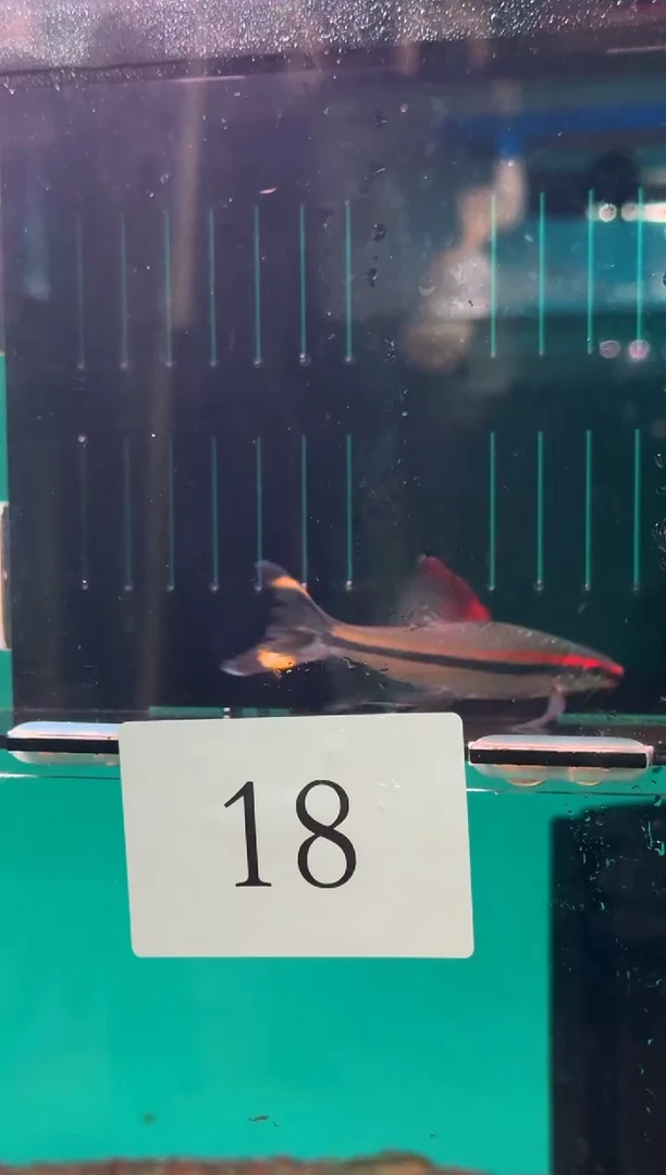 灯科鱼L****～18【蝶翼 长翅一眉 约9cm】1条