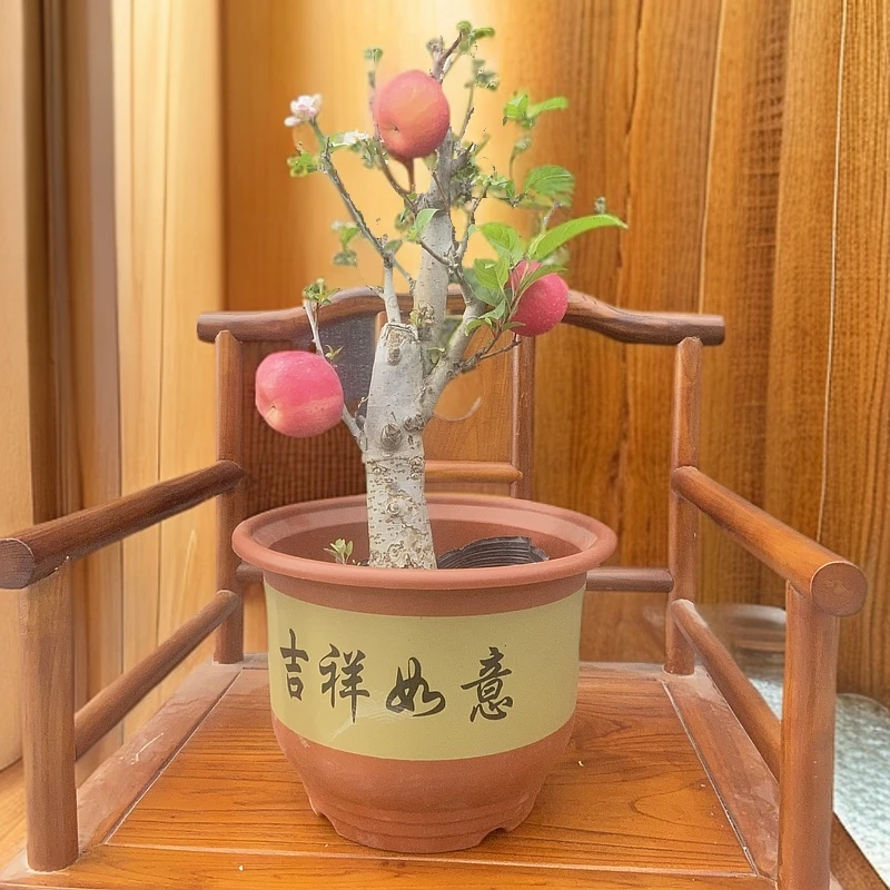 盆栽园艺年宵海棠盆景