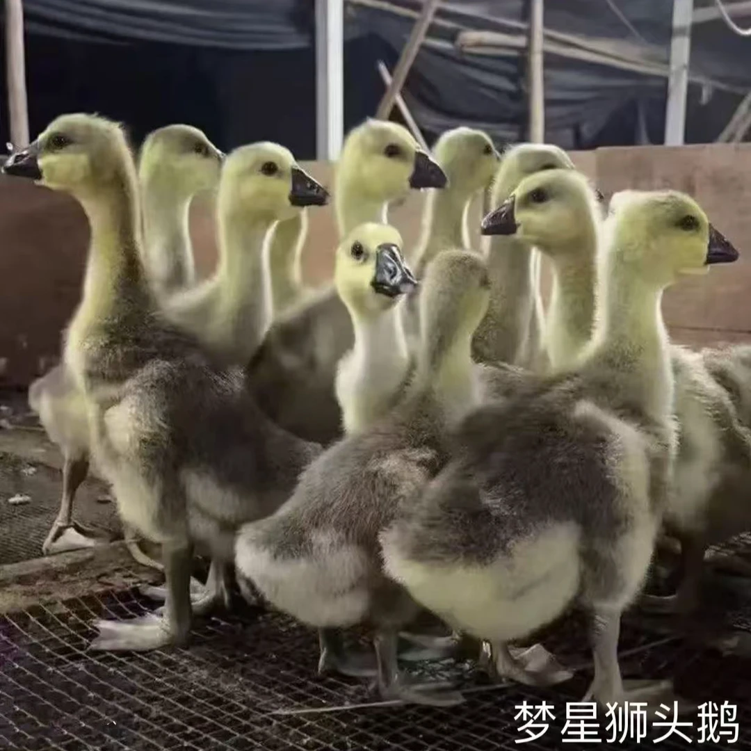 2号（1斤左右）宠物  狮头 顺丰宠物活体禽类活体