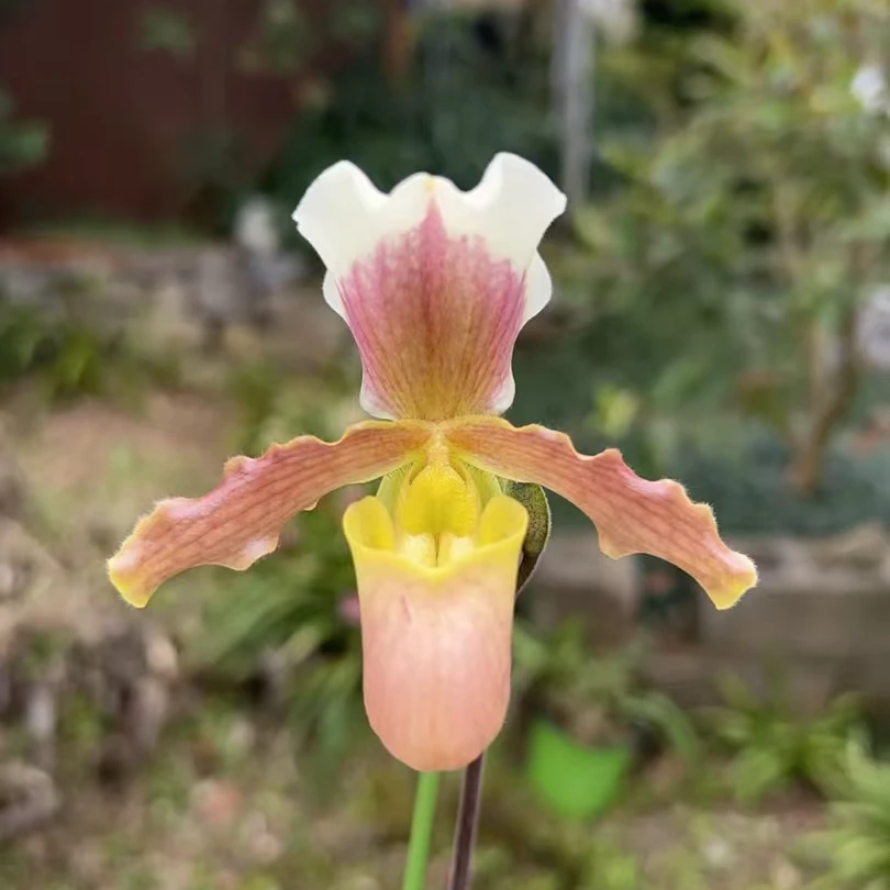 万峰绿缘【小叶苍叶】室内花卉盆栽花期长