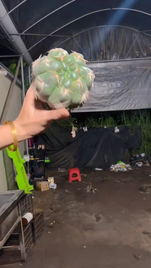 实生根 美花海王 5-7cm 不带花苞