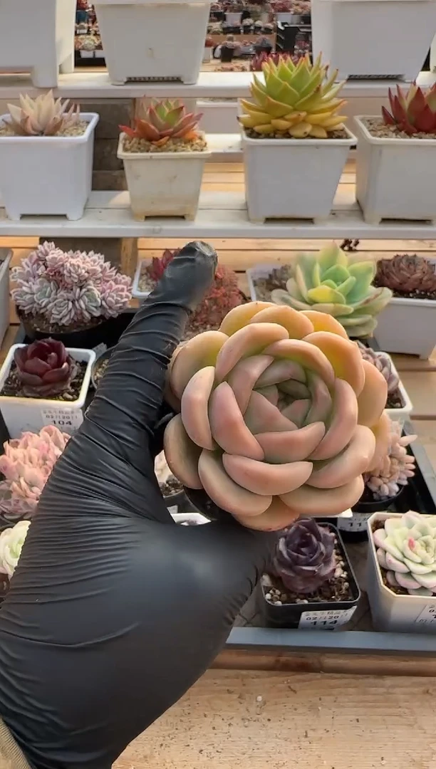 【闪购商品】0220-116春风珍妮D款70#