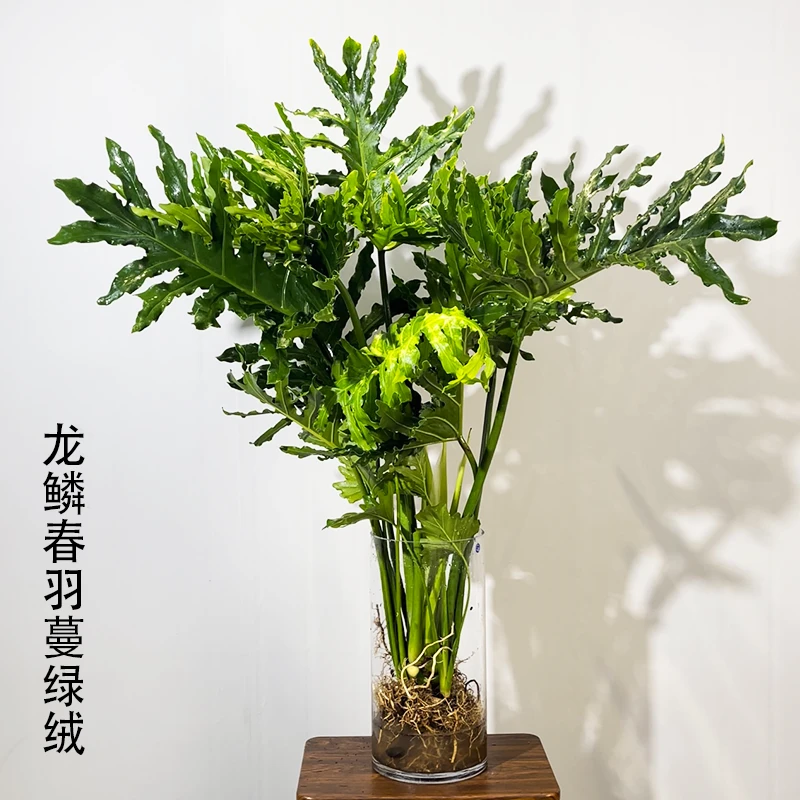 水培老桩龙鳞春羽客厅茶室办公室喜阴好养活开背大春羽