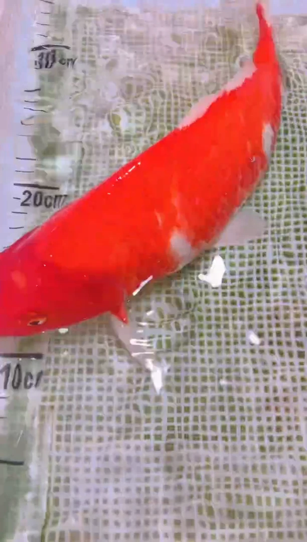 锦鲤冷水观赏鱼全场包邮22