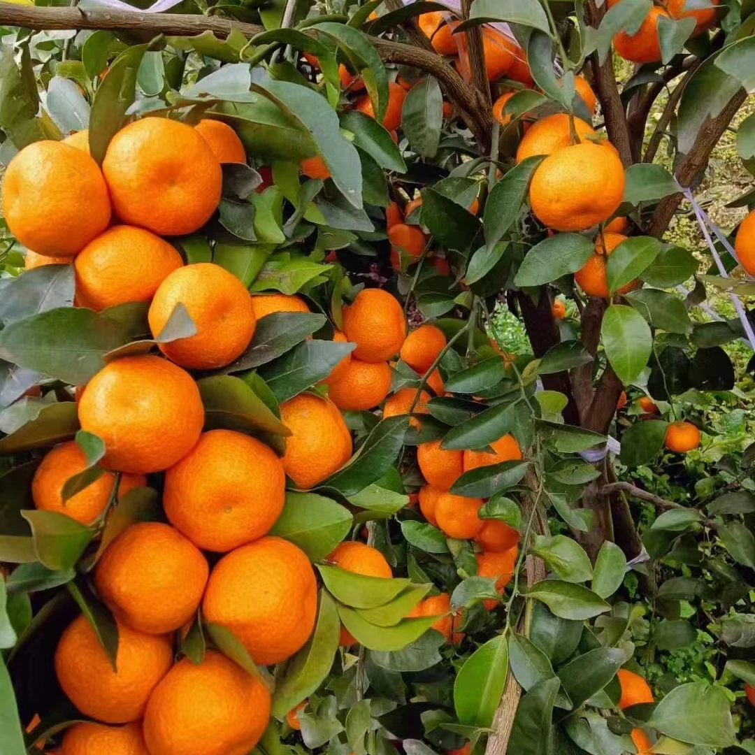 一物一拍绿植园艺 > 花卉/绿植盆栽 > 高端盆景/盆栽