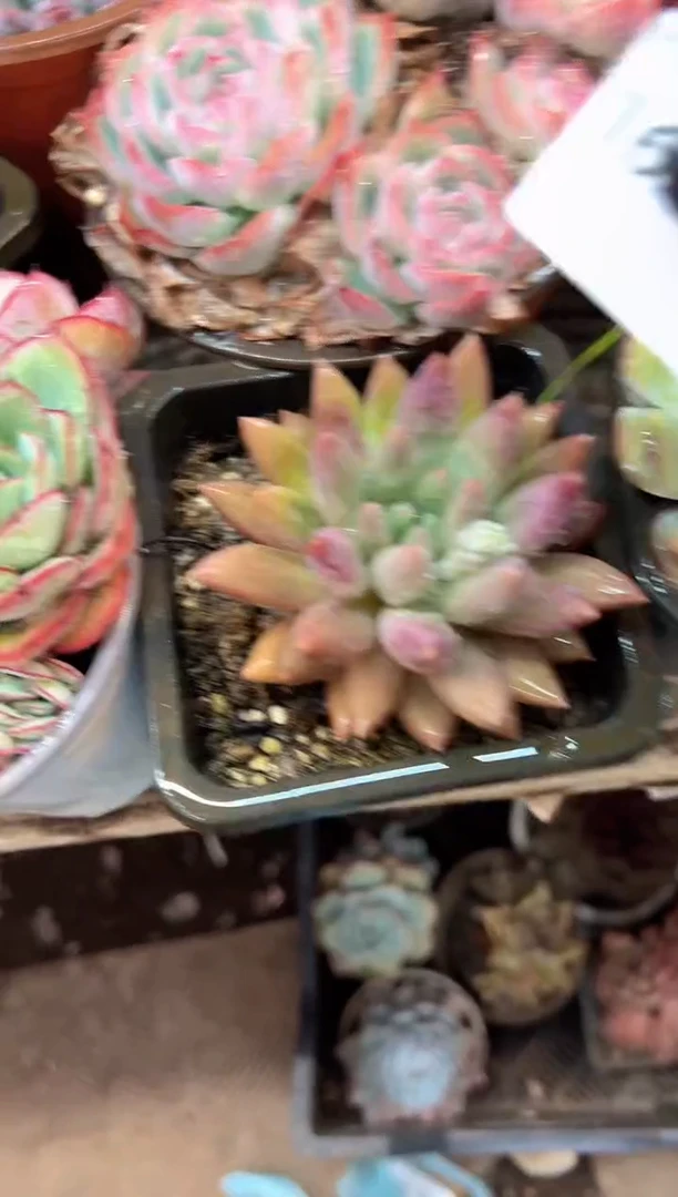 正*意多肉植物一物一拍16367