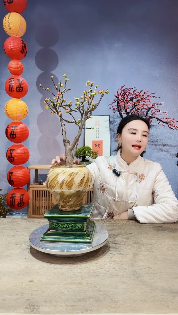 【闪购商品】盆景五代同堂 五代果