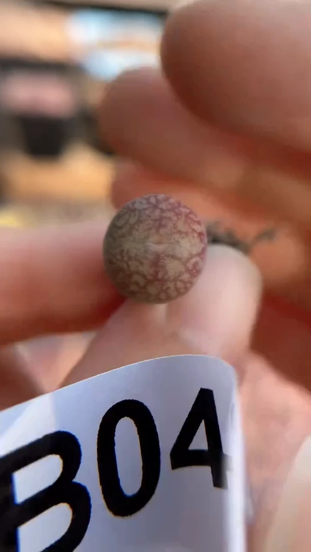 【闪购商品】0495直播一物一拍