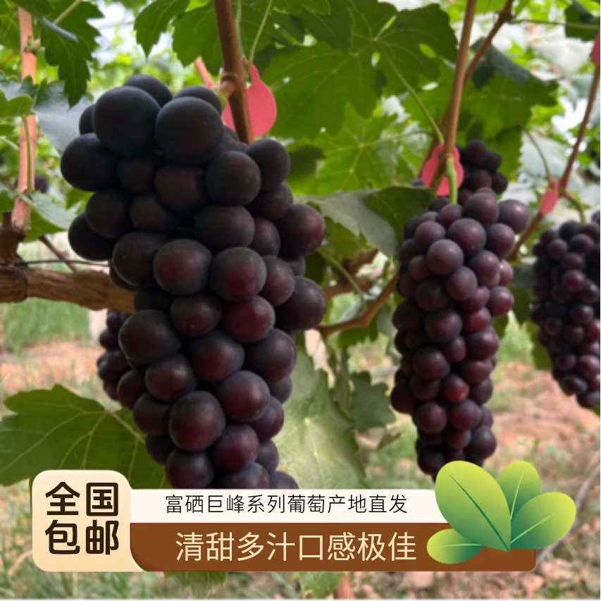 富硒葡萄巨峰葡萄系列春香皇后清甜多汁孕妇儿童水果