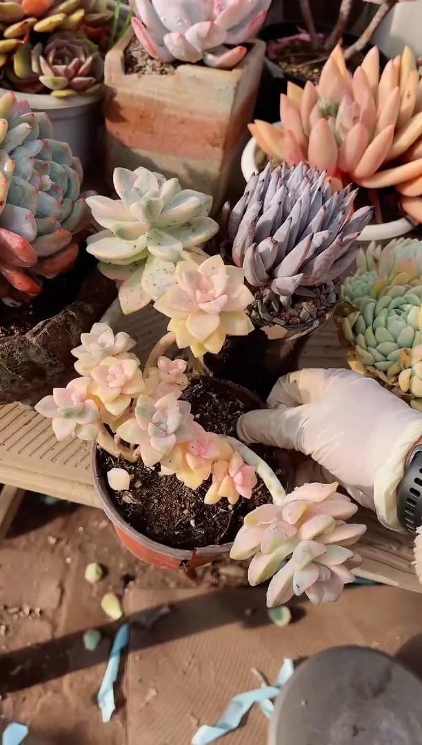 【闪购商品】25200