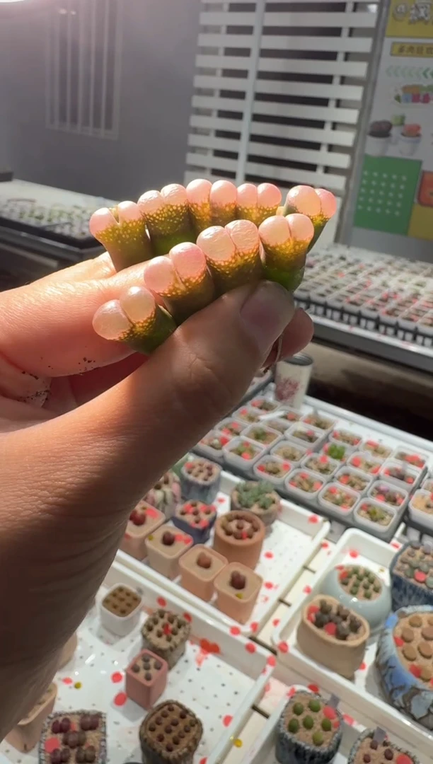 304多肉植物肉锥蓝粉色一颗