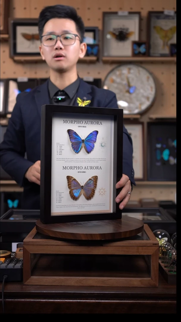 极光闪蝶雌雄组合