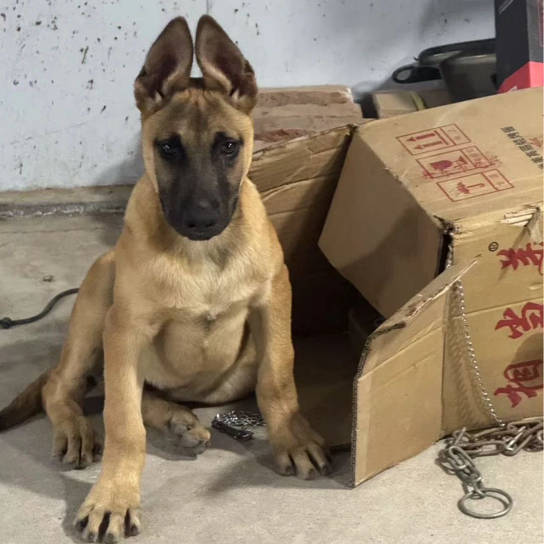 【小刘养殖场】精品狗狗宠物活体