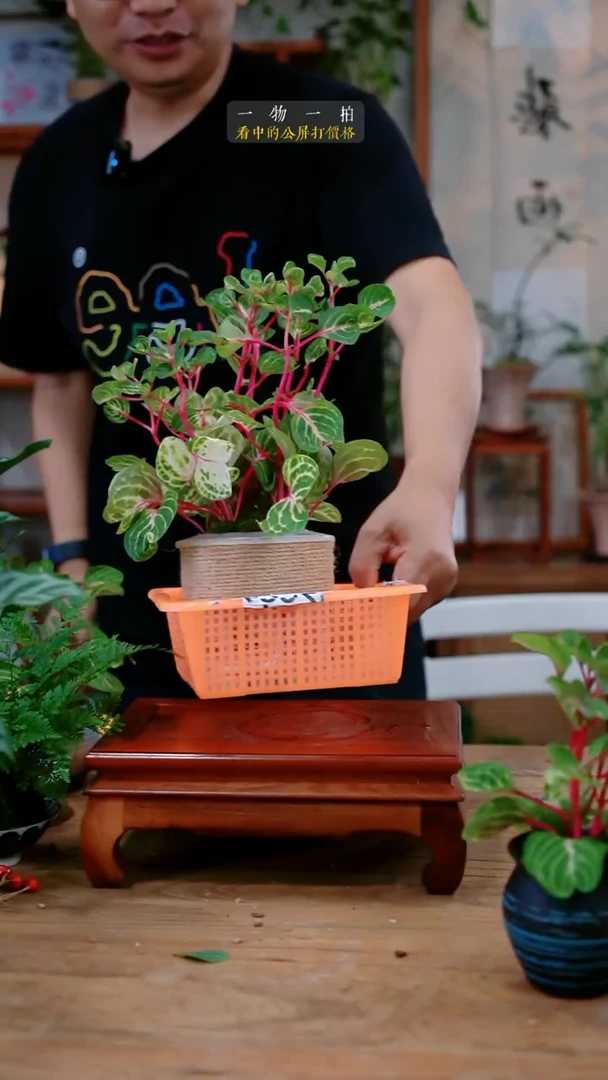 不开花植物静****?钱多多028