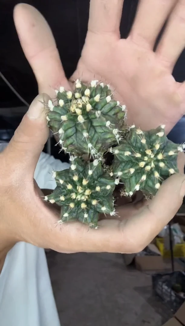 自根海神三颗9.99