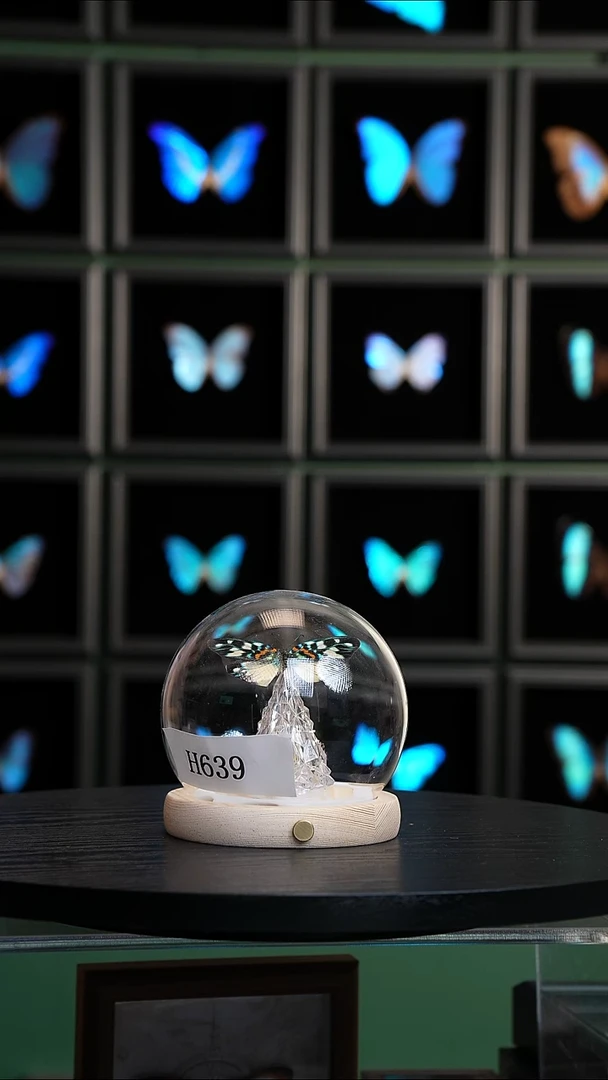 蝴蝶标本摆件竞拍H639